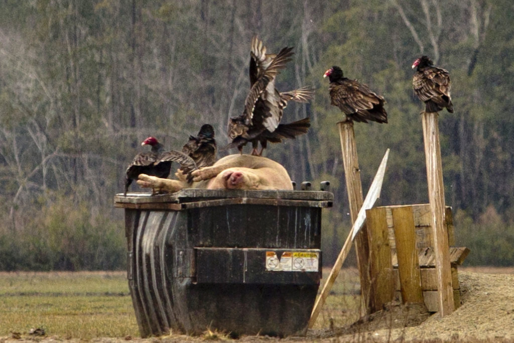 A step toward environmental justice in North Carolina's hog country