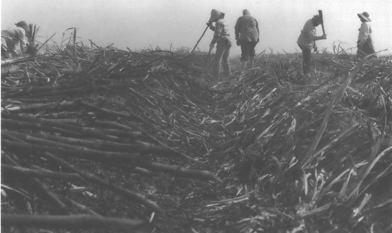 People working in a cane field