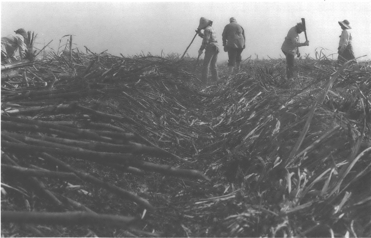 People working in a cane field