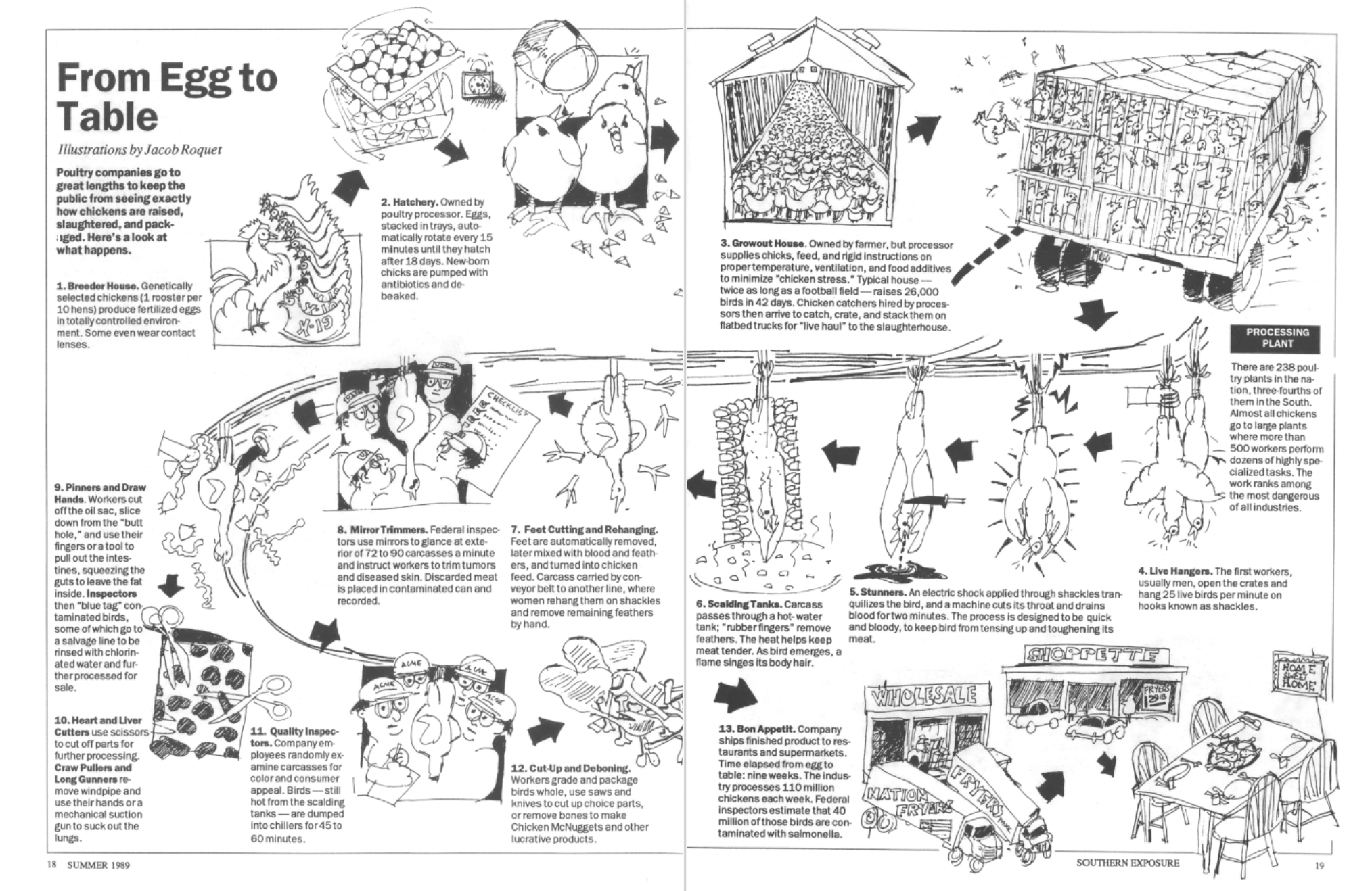 illustrations of chickens from raise to slaughter