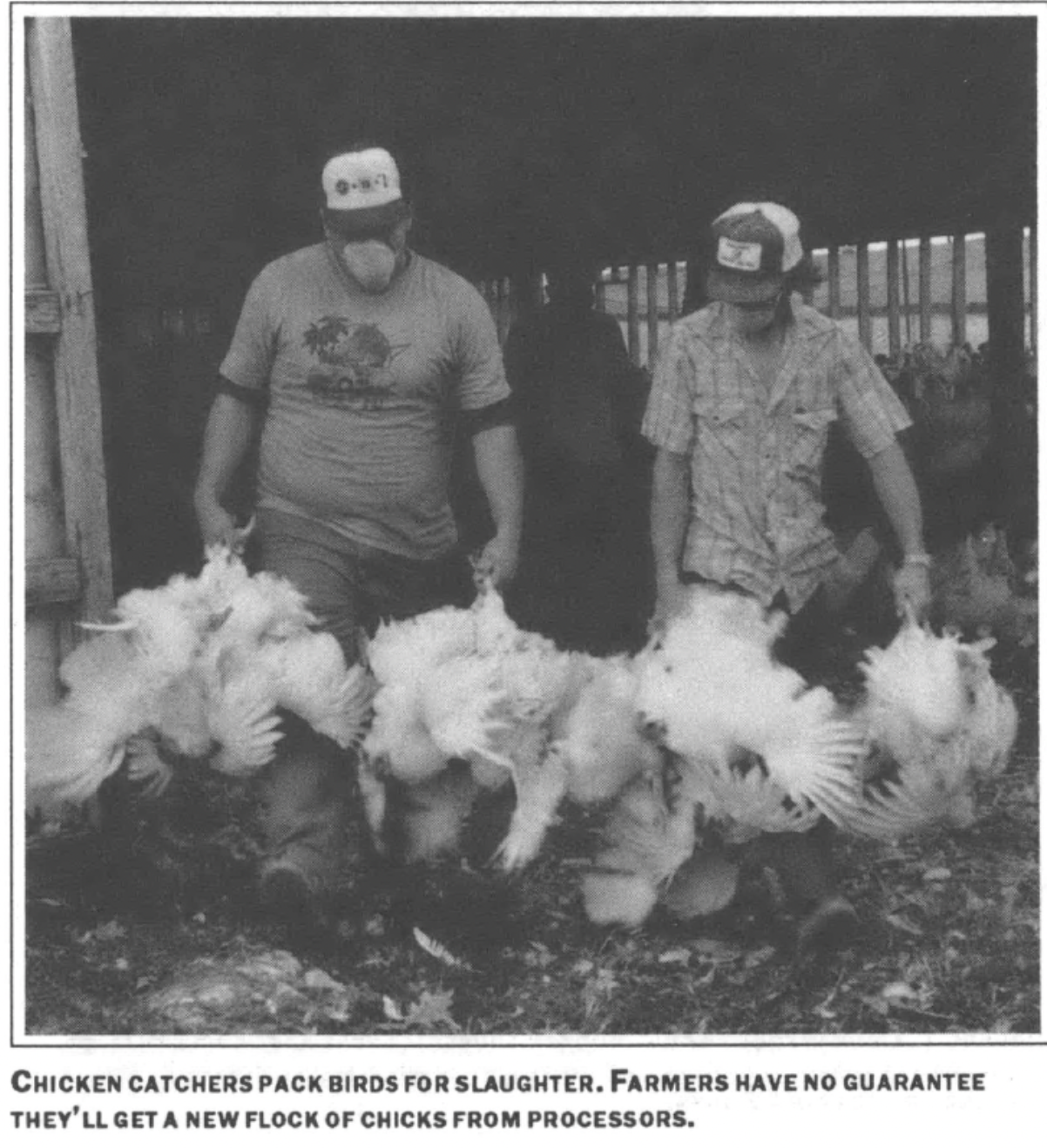 two chicken catchers pack birds for slaughter