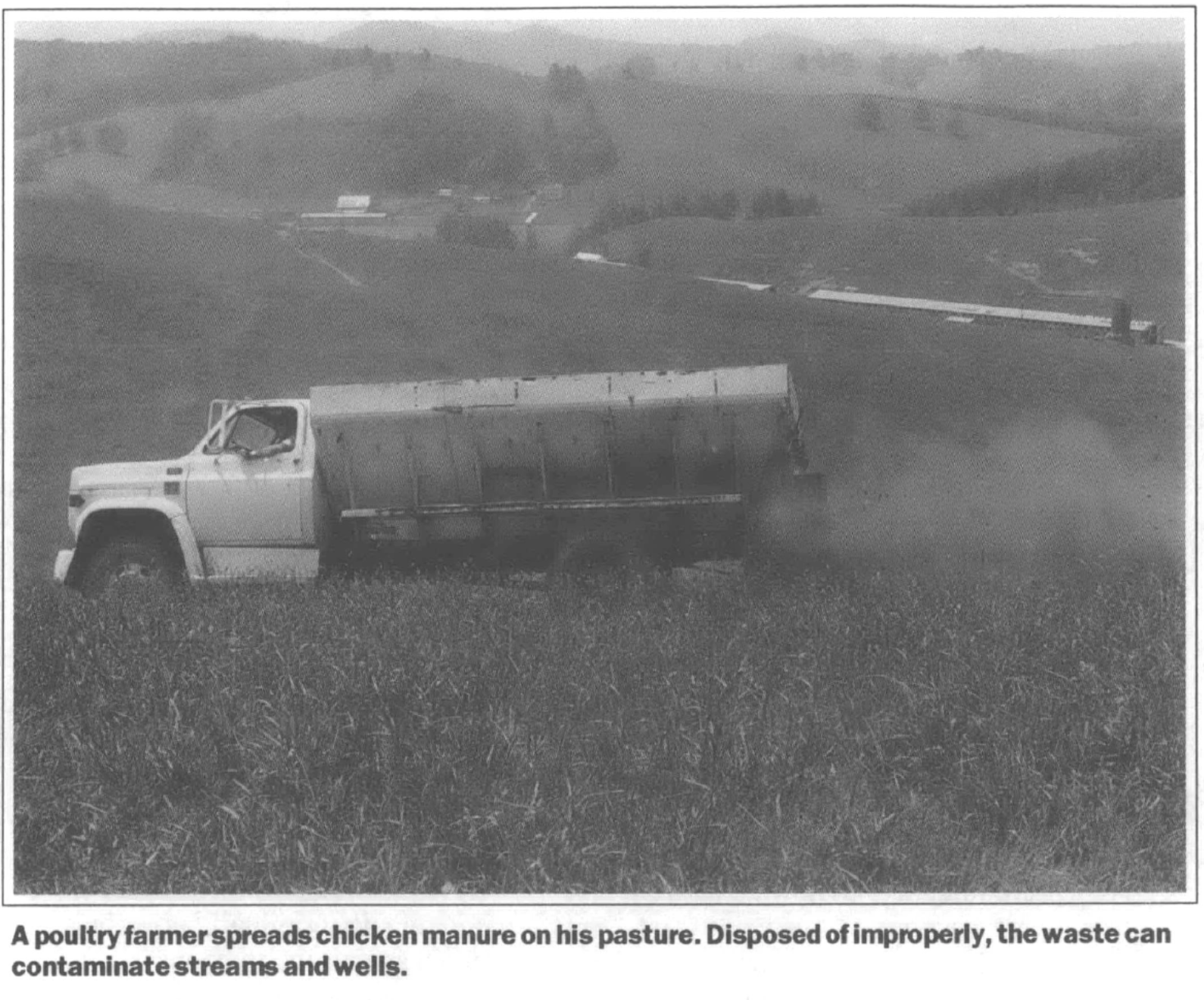 a poultry farms spread chicken manure on his pasture